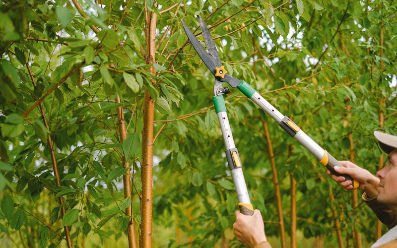 Tree trimming in Fancy Farm, KY